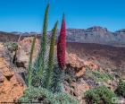 Viperina di Tenerife, Tenerife