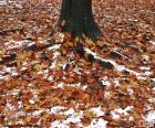 Durante l'autunno le foglie cadono e si arrivano la prima neve