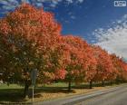 Alberi in autunno