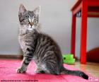 Un gattino domestico che si siede su un tappeto