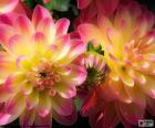 Dahlia rosa e gialla