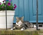 Gatto che si trova accanto a un vaso de fiori