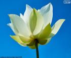 Fiore di loto bianca