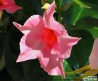 Dipladenia rosa fiore