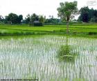 Campo di riso, Indonesia