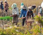 Diversi contadini lavorando la raccolta del riso in Bali, Indonesia