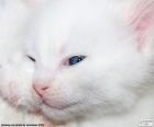 Faccia di gatto bianco