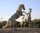 Due cavalli bianchi