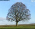 Quercia in autunno