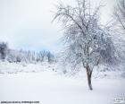 Albero innevato