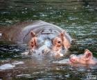 Ippopotami in acqua