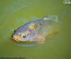 La carpa comune o carpa è un pesce d'acqua dolce