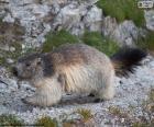 Marmotta delle Alpi