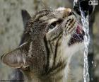 Il gatto beve l'acqua
