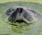 Una foca in acqua con il naso fuori