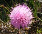 Fiore di Mimosa borealis