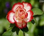 Una bella rosa due colori rosso e bianco