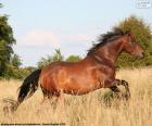 Un bello cavallo marrone che corre lungo il campo