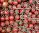 Il pomodoro nel ramo è un piccolo pomodoro, molto succoso e rosso