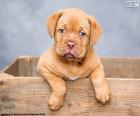 Cucciolo Dogue de Bordeaux