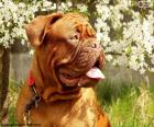 Testa di Dogue de Bordeaux