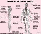 Sistema nervoso