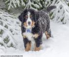 Un cucciolo di Bovaro del bernese nella neve