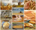 Bello collage dove possiamo vedere tutti i processi necessari per fare il pane