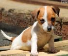 Cucciolo di Jack Russell Terrier