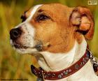 Testa di Jack Russell Terrier