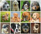 Fantastici collage composto da dodici immagini di cani