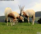 L'orice dalle corna a sciabola o orice bianco è un'antilope africana con i corni curvi