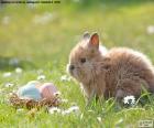Coniglio e uova di Pasqua