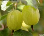 L'uva spina. Il ribes sono ben noti nella preparazione di dolci, come torte, frullati