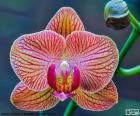 Orchidea Phalaenopsis