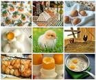 Collage di uovo di gallina