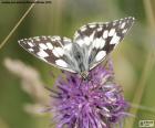 Farfalla Melanargia galathea