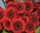 Bellissimo Bouquet di margherite rosse