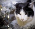 Gatto a Natale