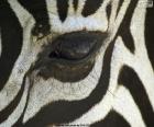 Eye Zebra