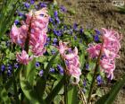 Un bel colore rosa in Giacinto della sorgente