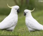 Cacatua galerita