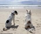 Due cani sulla spiaggia guardando il mare