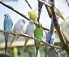 Un gruppo di parrocchetti nei rami di un albero