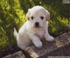 Cucciolo di Shih-poo