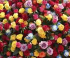 Multi-colored roses