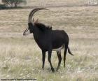 L'antilope nera è un animale di grandi dimensioni con una vista, udito e olfatto molto raffinato, vivo nelle grandi savane africane