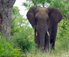 Grande elefante nel bosco