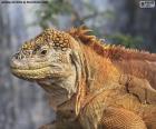 L'iguana terrestre delle Galapagos è uno dei rettili emblematici delle isole Galapagos