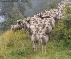 Mandria di pecore